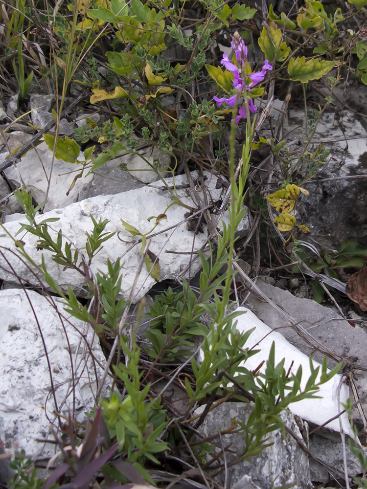 Image of Polygala major specimen.