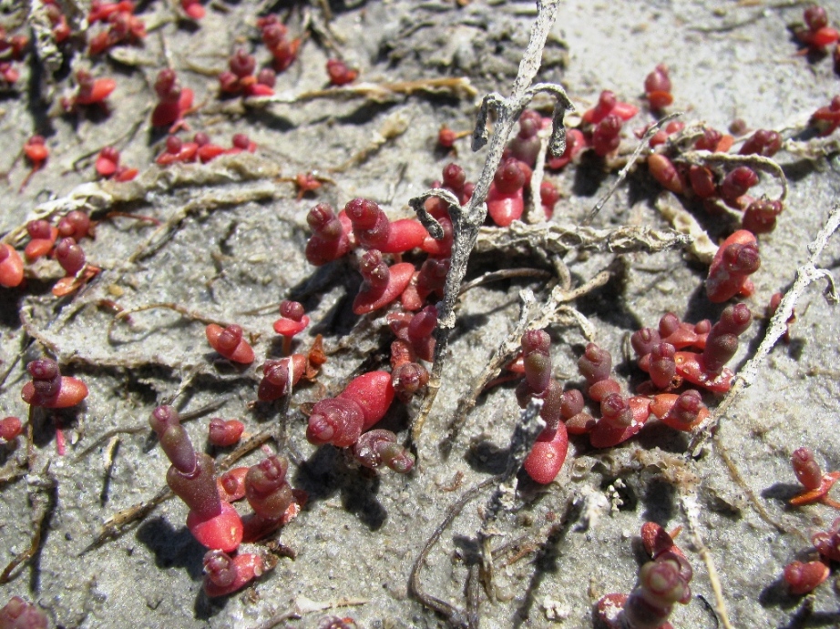 Image of Salicornia perennans specimen.