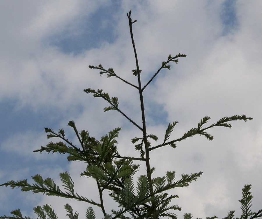 Изображение особи семейство Taxaceae.