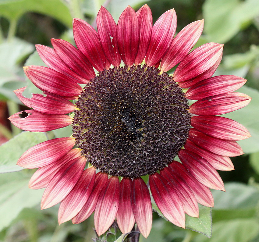 Изображение особи Helianthus annuus.