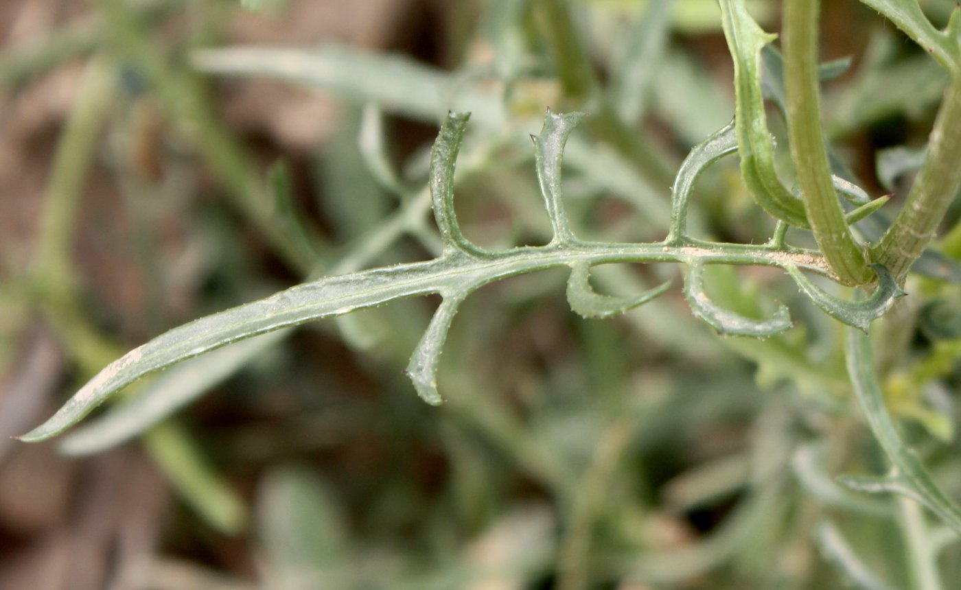 Image of Volutaria crupinoides specimen.