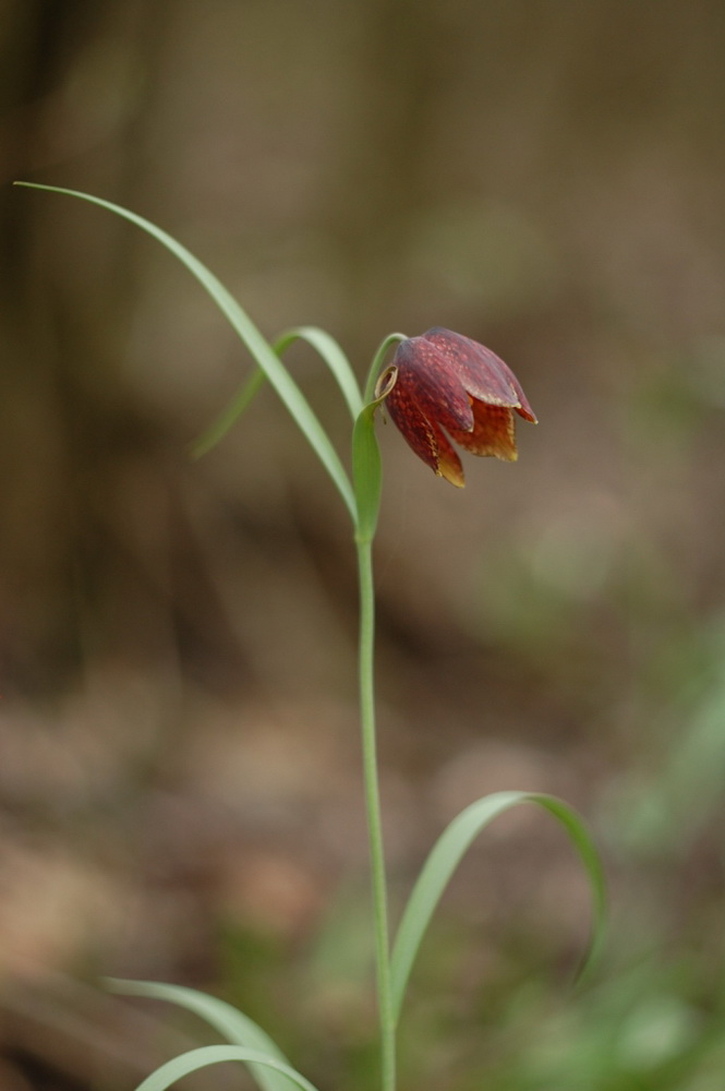 Image of Fritillaria montana specimen.