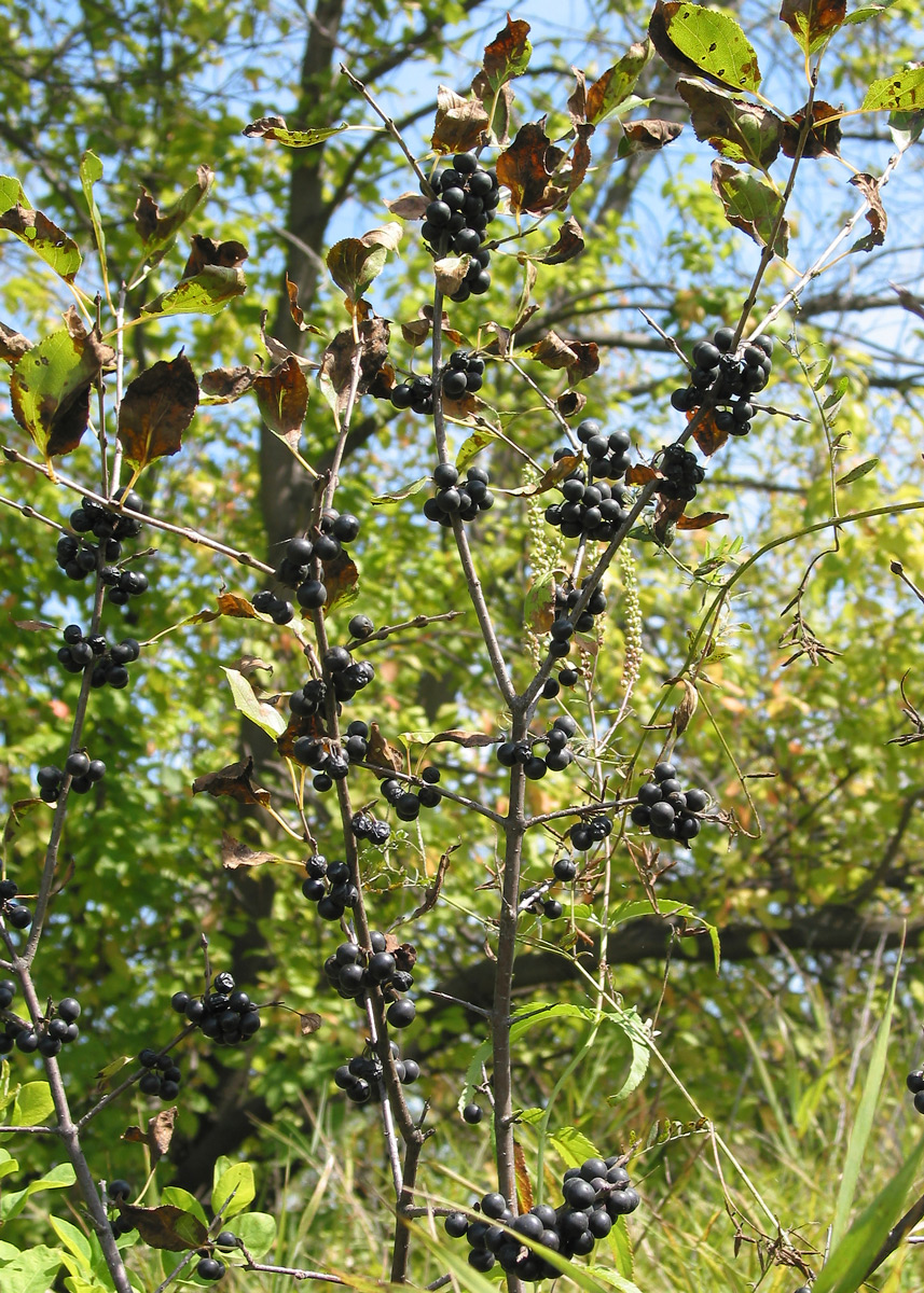 Image of Rhamnus cathartica specimen.