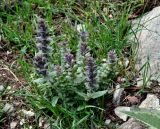 Ajuga orientalis. Цветущее растение. Краснодарский край, Апшеронский р-н, окр. пос. Мезмай, хребет Гуама, Орлиная скала. 28.04.2014.