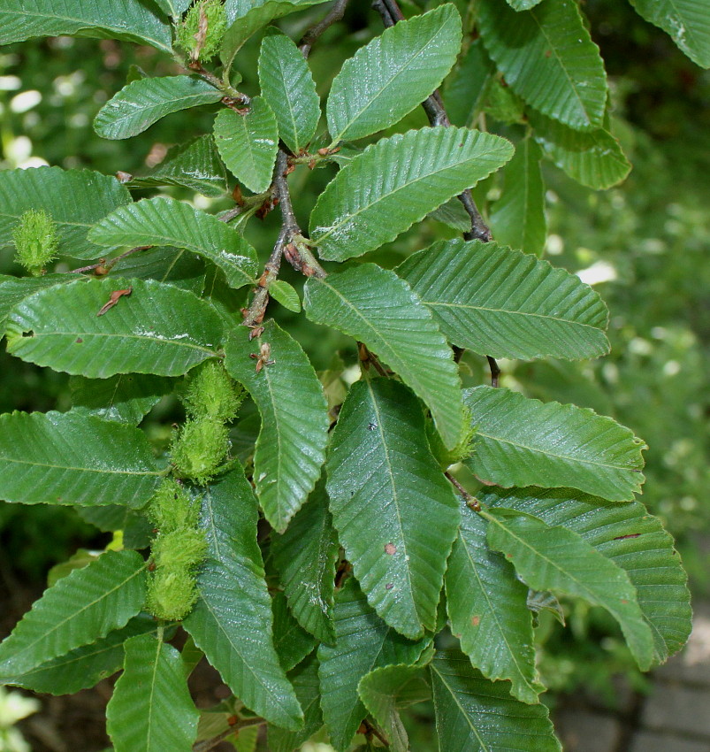 Image of Nothofagus &times; alpina specimen.