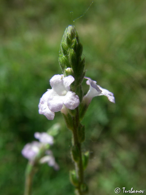 Изображение особи Verbena officinalis.