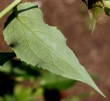 Leycesteria formosa. Лист (нижняя сторона). Германия, г. Дюссельдорф, Ботанический сад университета. 03.06.2014.