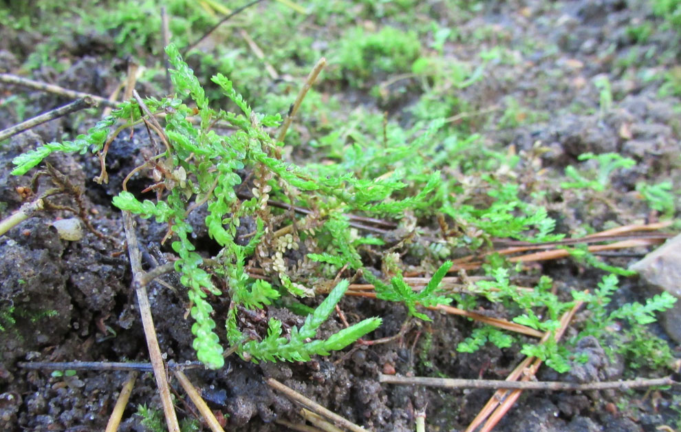 Изображение особи Selaginella douglasii.