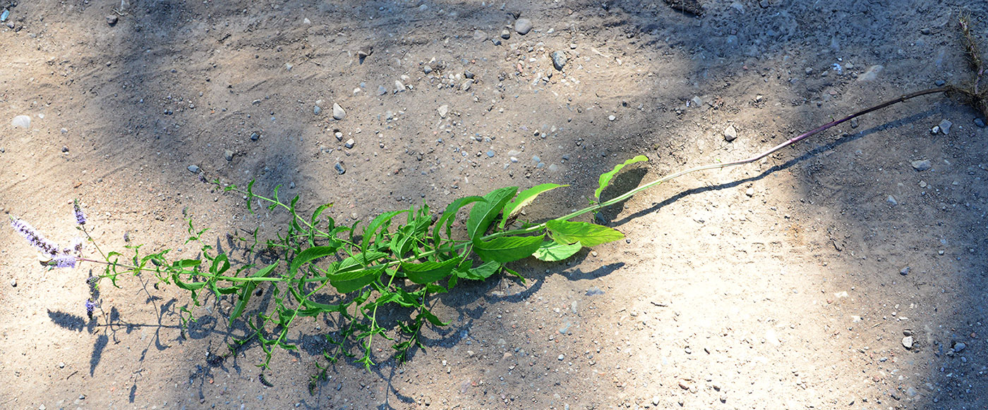 Image of Mentha spicata specimen.