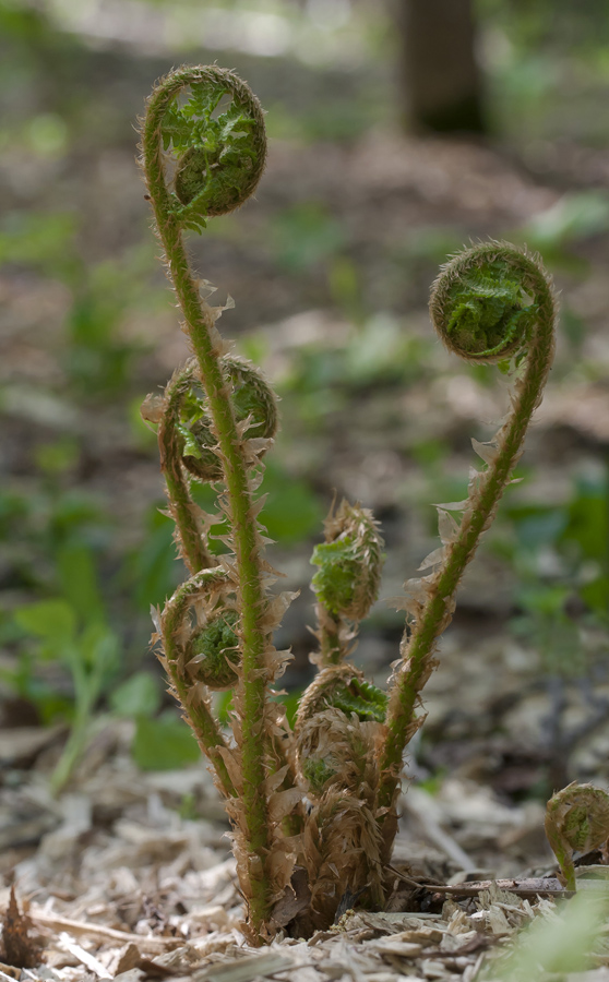 Image of Dryopteris filix-mas specimen.