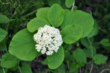 Viburnum lantana. Верхушка побега с соцветием. Нагорный Карабах, окр. г. Шуши, Унотское ущелье. 05.05.2013.