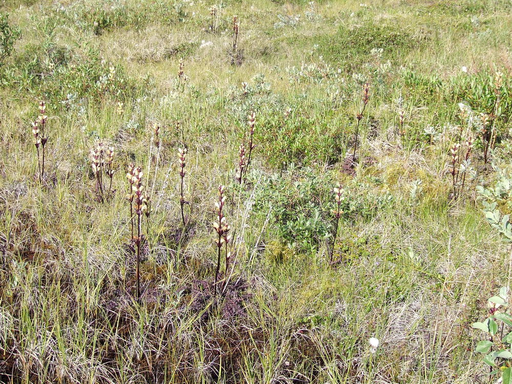 Изображение особи Pedicularis sceptrum-carolinum.