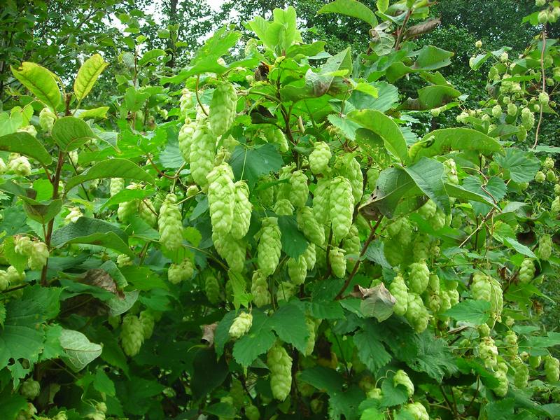 Изображение особи Humulus lupulus.