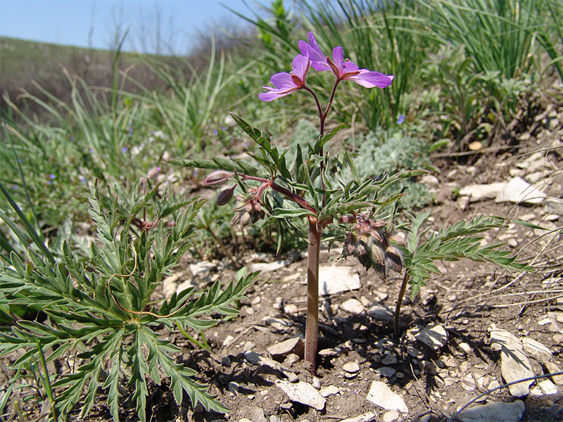 Изображение особи Geranium tuberosum.