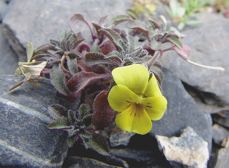 Image of Viola minuta specimen.