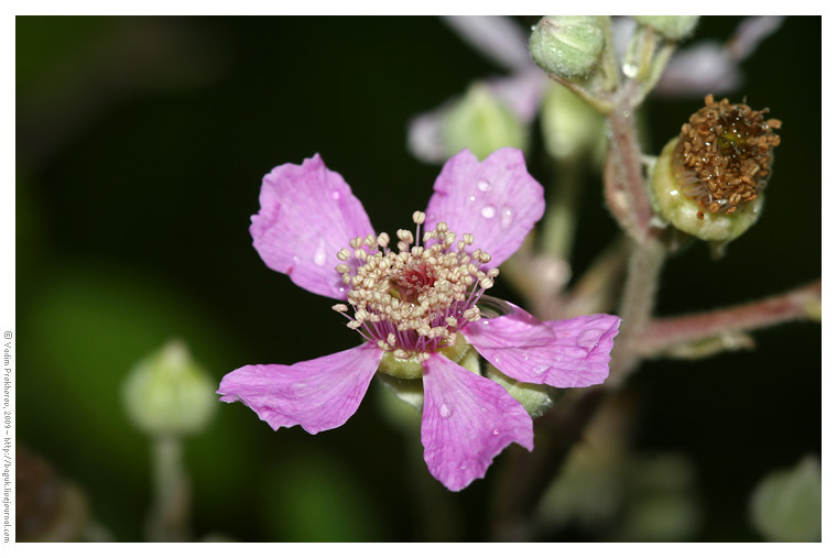 Image of Rubus sanctus specimen.