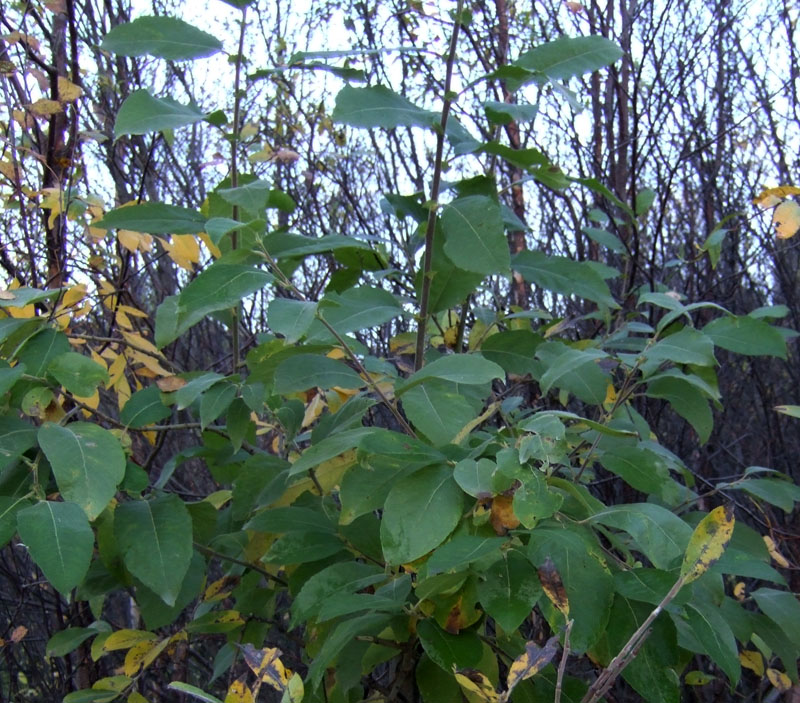 Image of Salix caprea specimen.