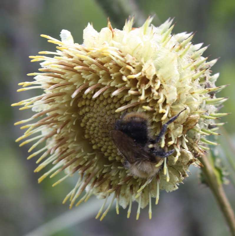 Image of Alfredia cernua specimen.