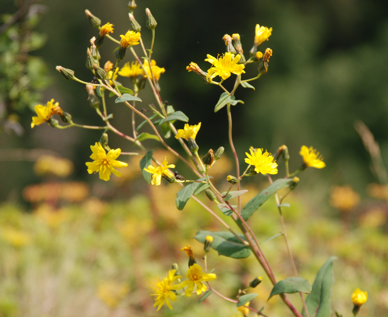 Image of Hieracium virosum specimen.