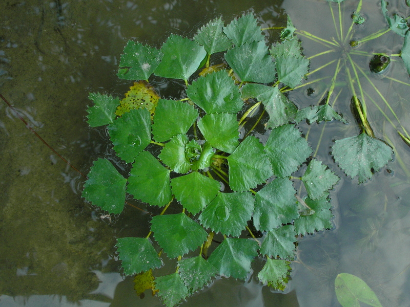 Image of Trapa natans specimen.