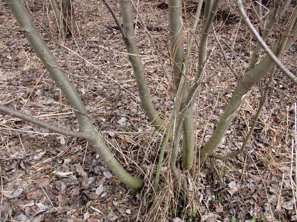 Image of Salix myrsinifolia specimen.