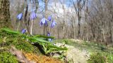 Scilla siberica