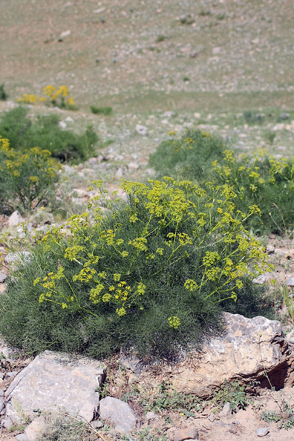 Image of Prangos ornata specimen.