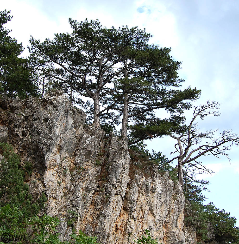 Изображение особи Pinus pallasiana.