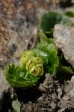 Chrysosplenium nudicaule