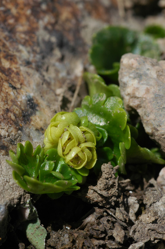 Image of Chrysosplenium nudicaule specimen.