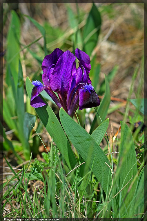 Image of Iris pumila specimen.