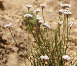 Allium oreoprasum