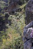 Olgaea pectinata. Зацветающее растение. Южный Казахстан, горы Алатау (Даубаба), Западное ущелье. 23.06.2014.