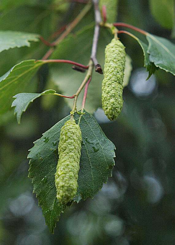 Изображение особи Betula pendula.