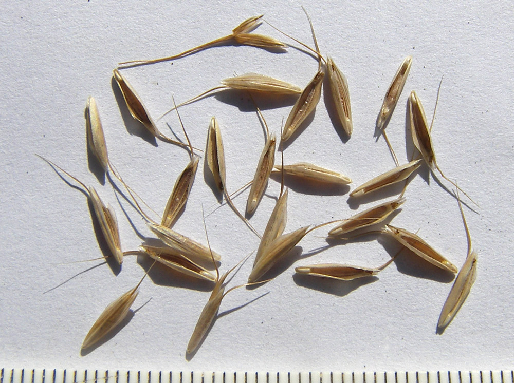 Image of Bromus commutatus specimen.