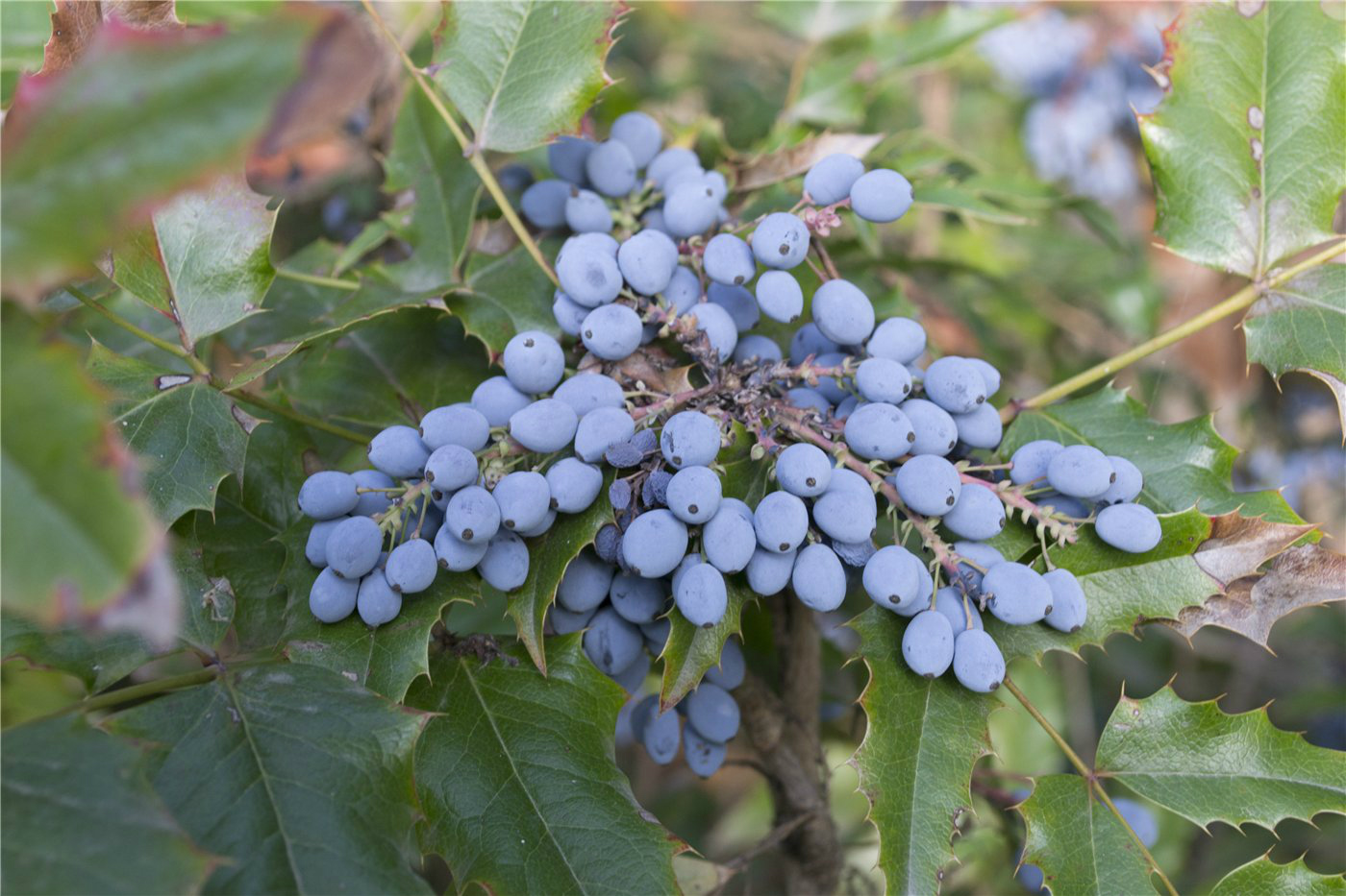 Image of Mahonia aquifolium specimen.