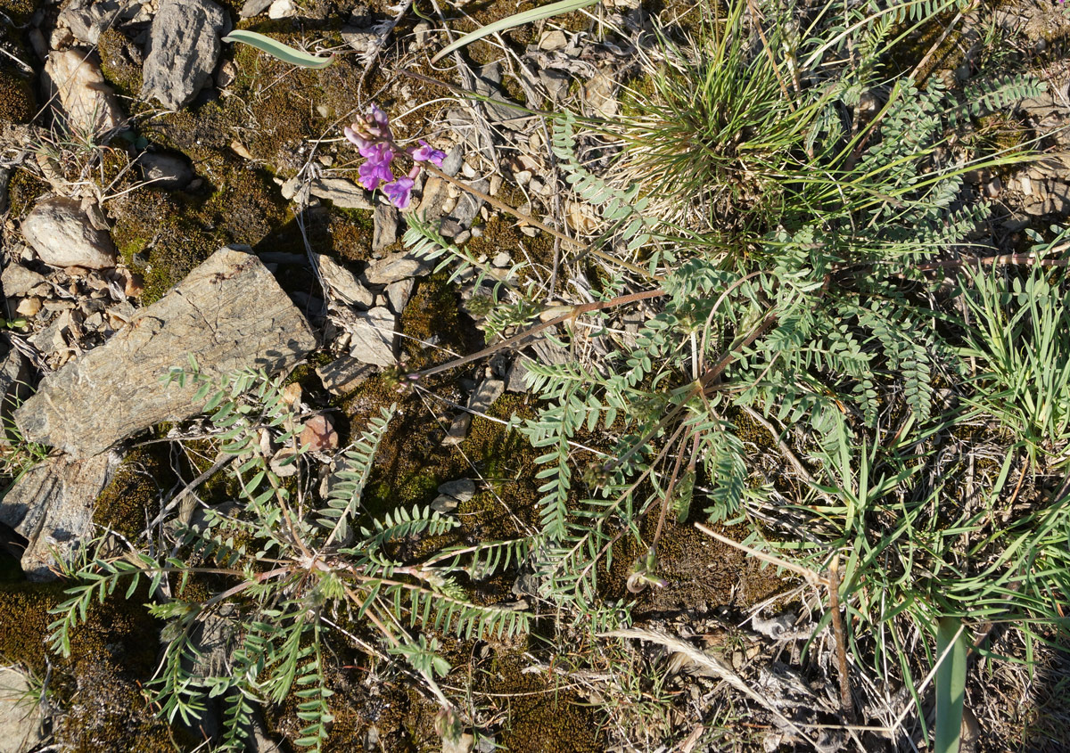 Image of Oxytropis teres specimen.