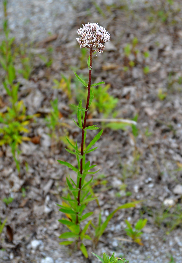 Image of Eupatorium lindleyanum specimen.