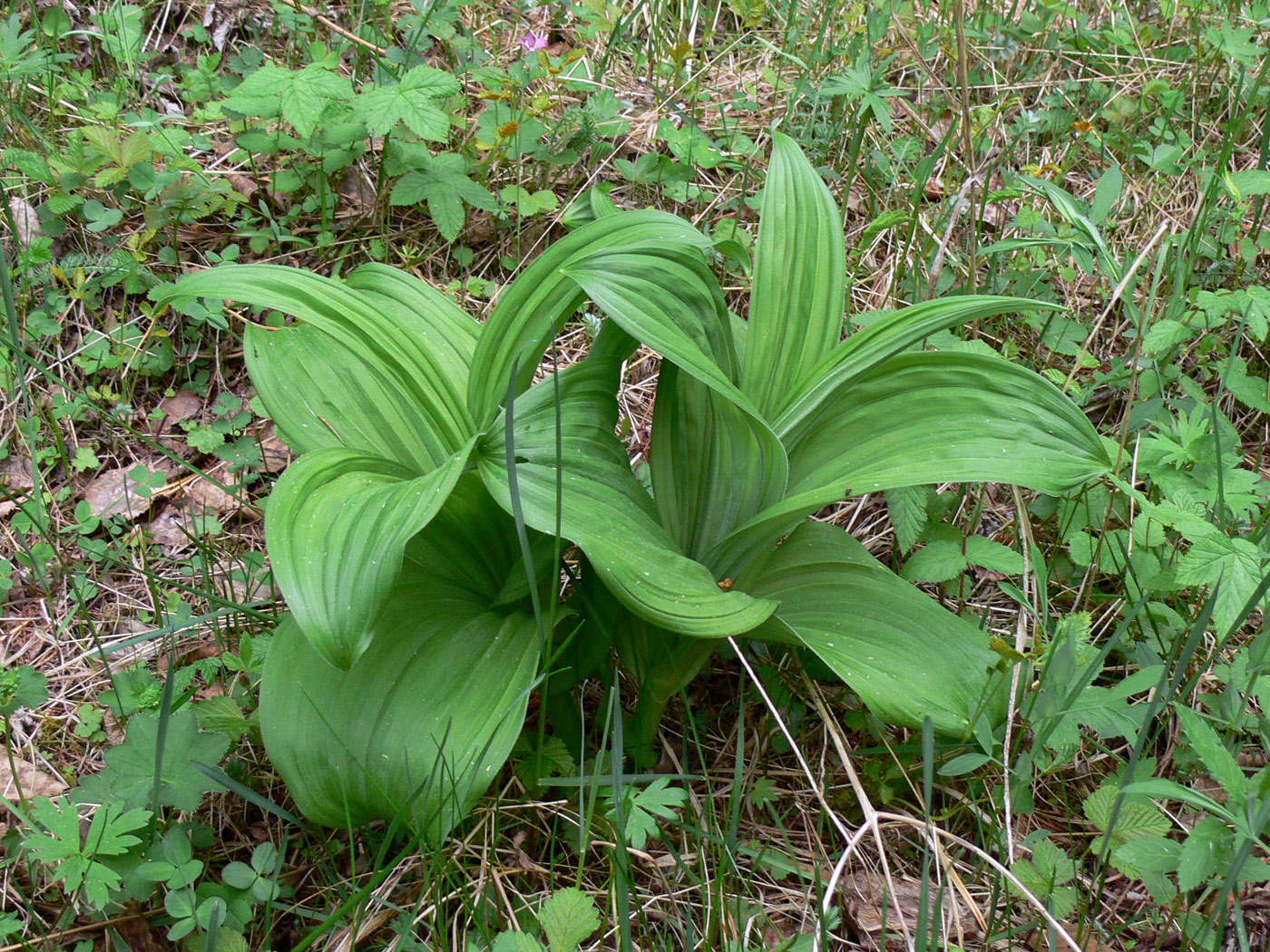 Изображение особи Veratrum lobelianum.