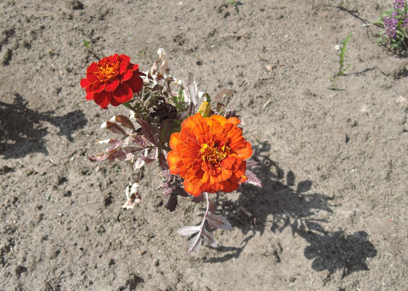 Image of Tagetes patula specimen.