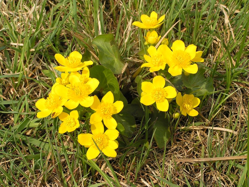 Image of Caltha palustris specimen.