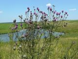 Centaurea pseudocoriacea. Верхняя часть растения с распустившимися и нераспустивщшимися соцветиями. Украина, Киевская обл., Ставищенский р-н, с. Снежки, дол. р. Гнилой Тикич, луговая степь. 19.07.2011.