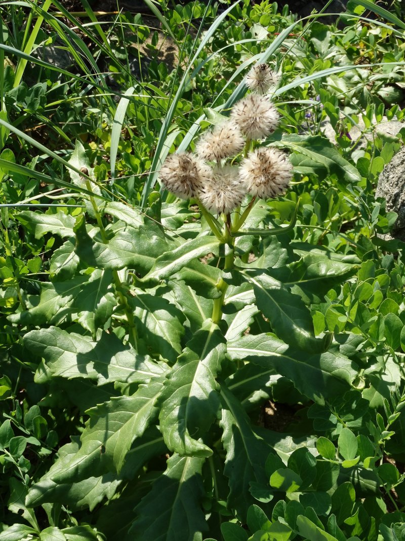 Image of Senecio pseudoarnica specimen.