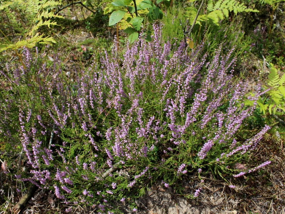 Image of Calluna vulgaris specimen.