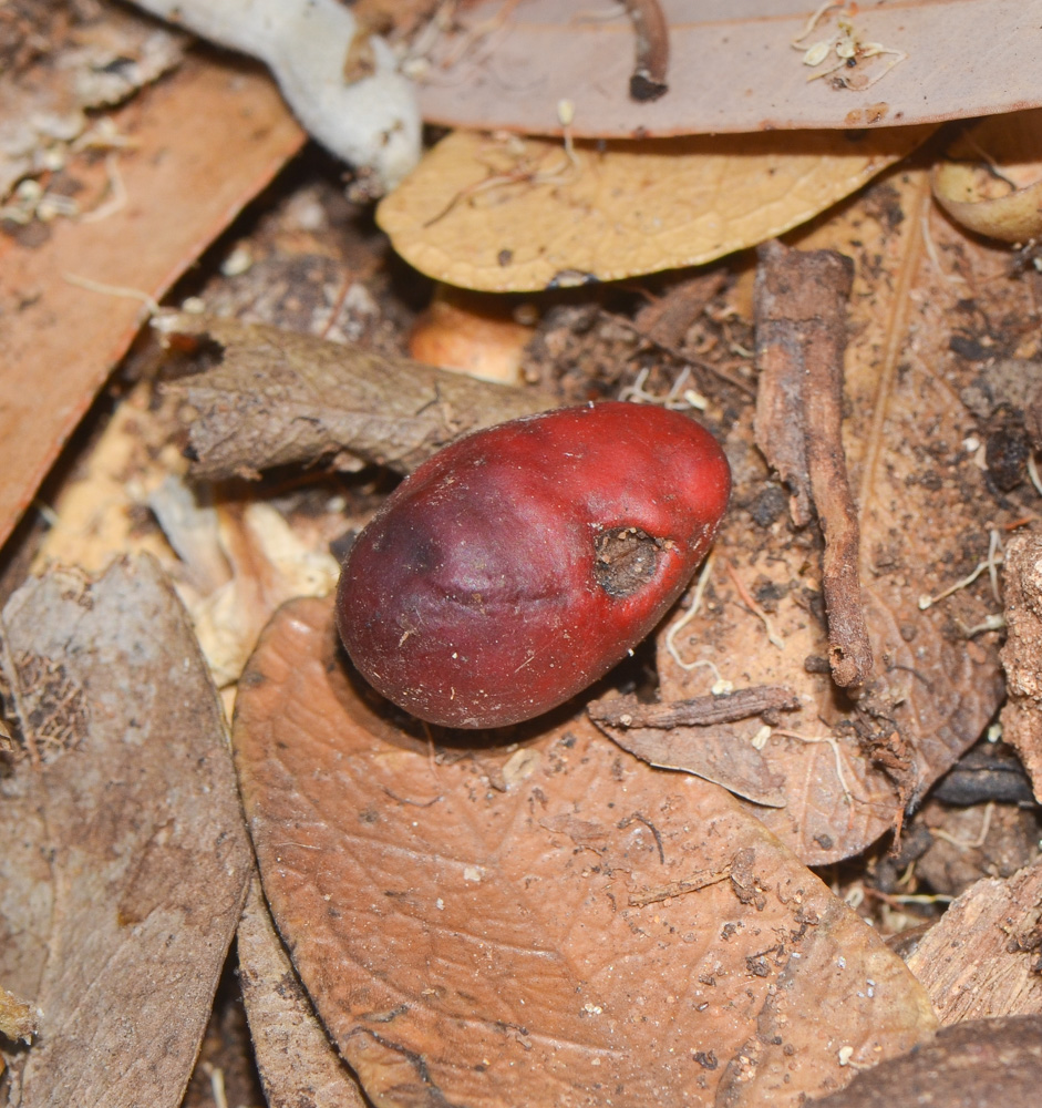 Image of Sophora secundiflora specimen.