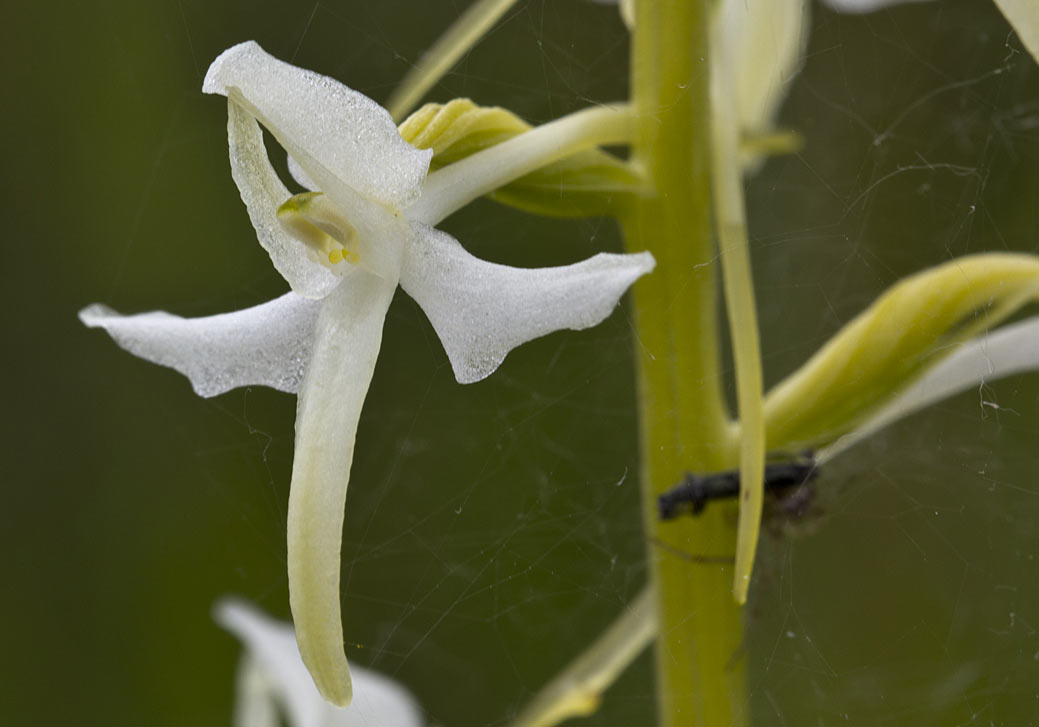 Изображение особи Platanthera bifolia.