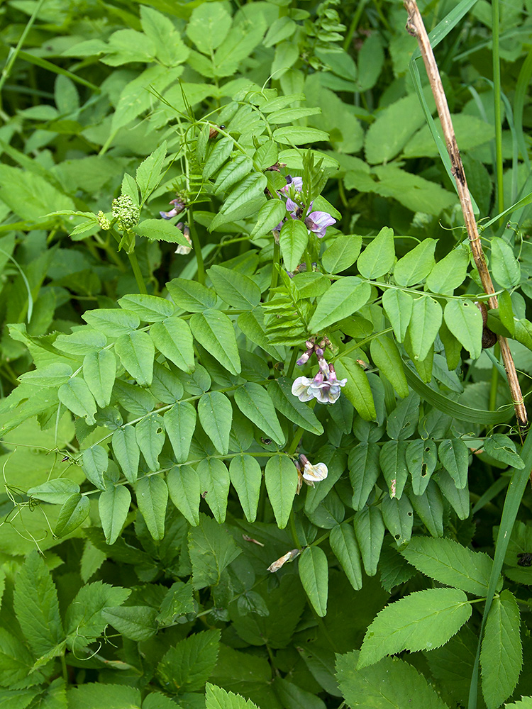 Image of Vicia sepium specimen.