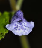 Scutellaria pekinensis. Цветок. Приморский край, окр. г. Находка, в дубовом лесу. 17.06.2016.