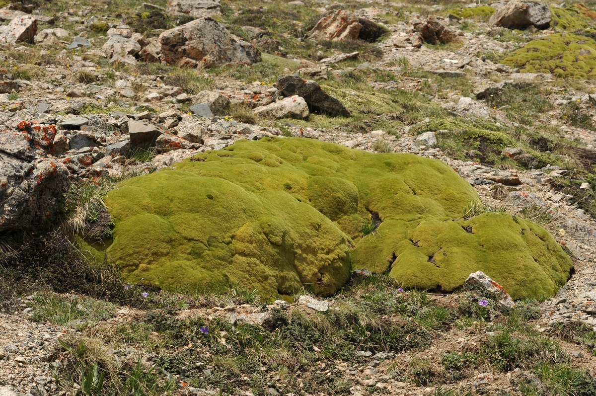 Image of Thylacospermum caespitosum specimen.