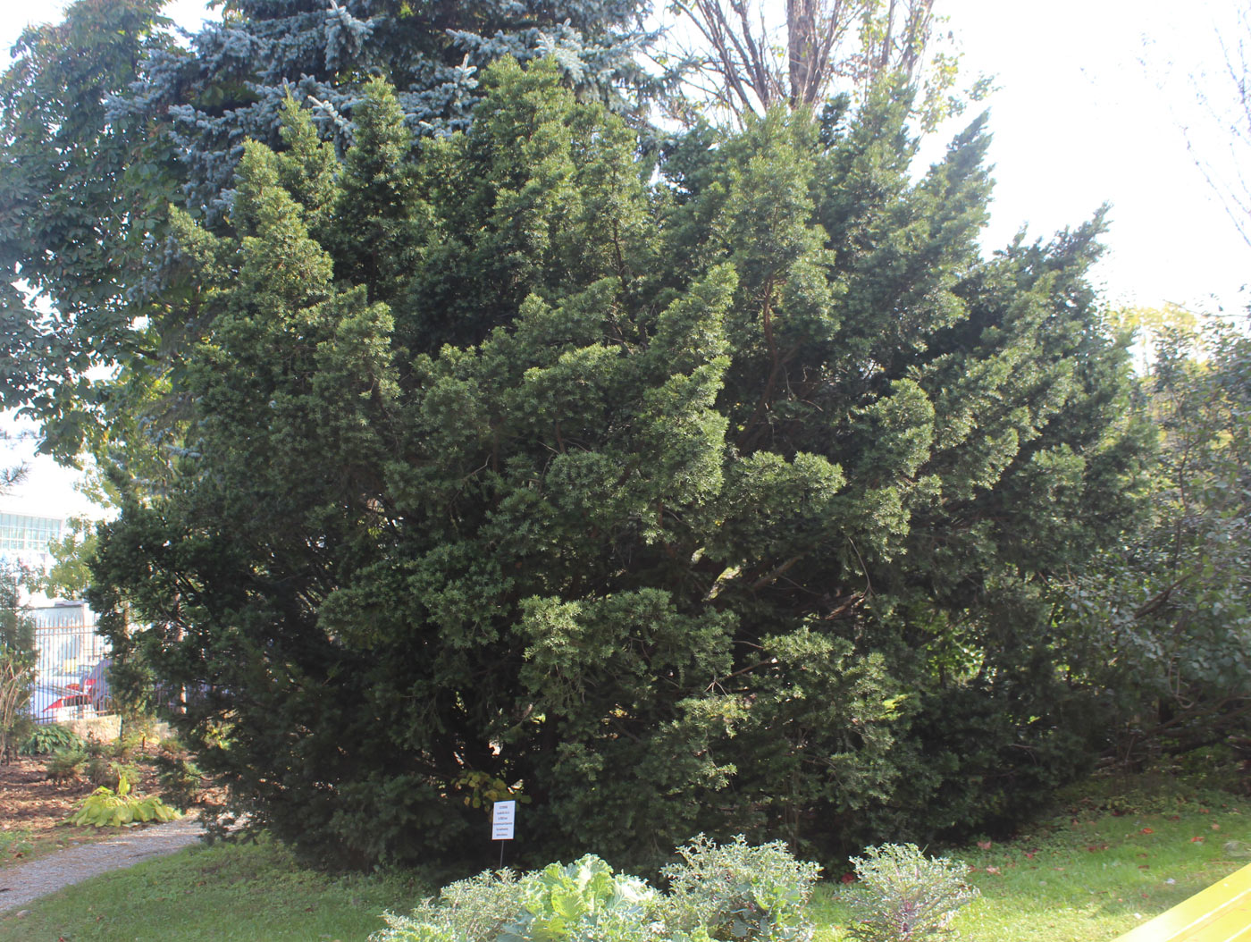 Image of Taxus cuspidata specimen.